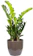 Grow Greens Zamioculcas Zamiifolia (ZZ Plant) 1