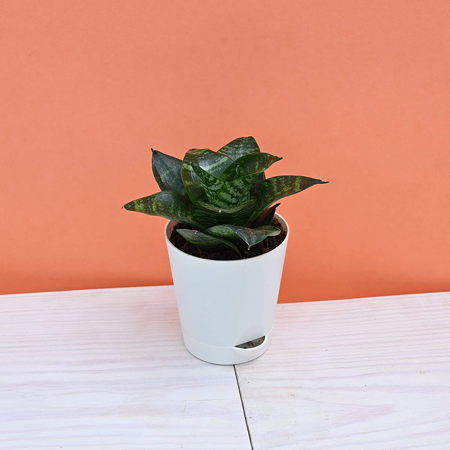 10 Best Indoor Plants in India 2021(Ugaoo, Plantsveda, and More) 1