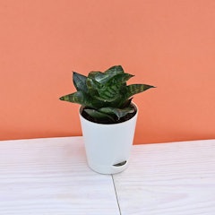Snake Plant