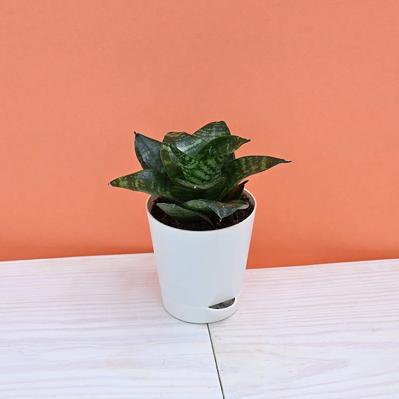 Snake Plant 1
