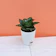 Ugaoo Snake Plant 1