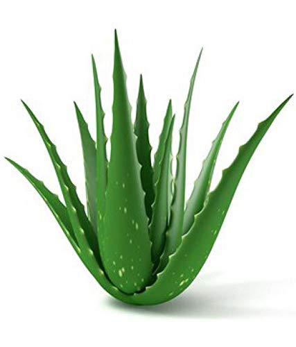Aloe Vera Natural Plant 1