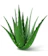 Home Little Plants Aloe Vera Natural Plant 1