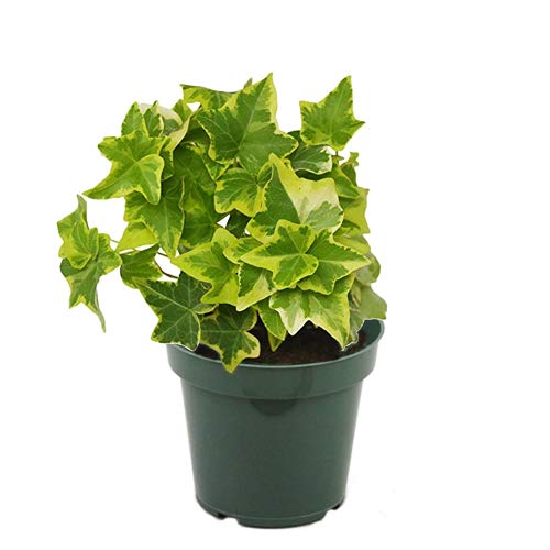 10 Best Plants for Purifying Air in India 2021 (Ugaoo, Lioncrown, and more) 4