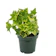 Greenshade English Ivy 1