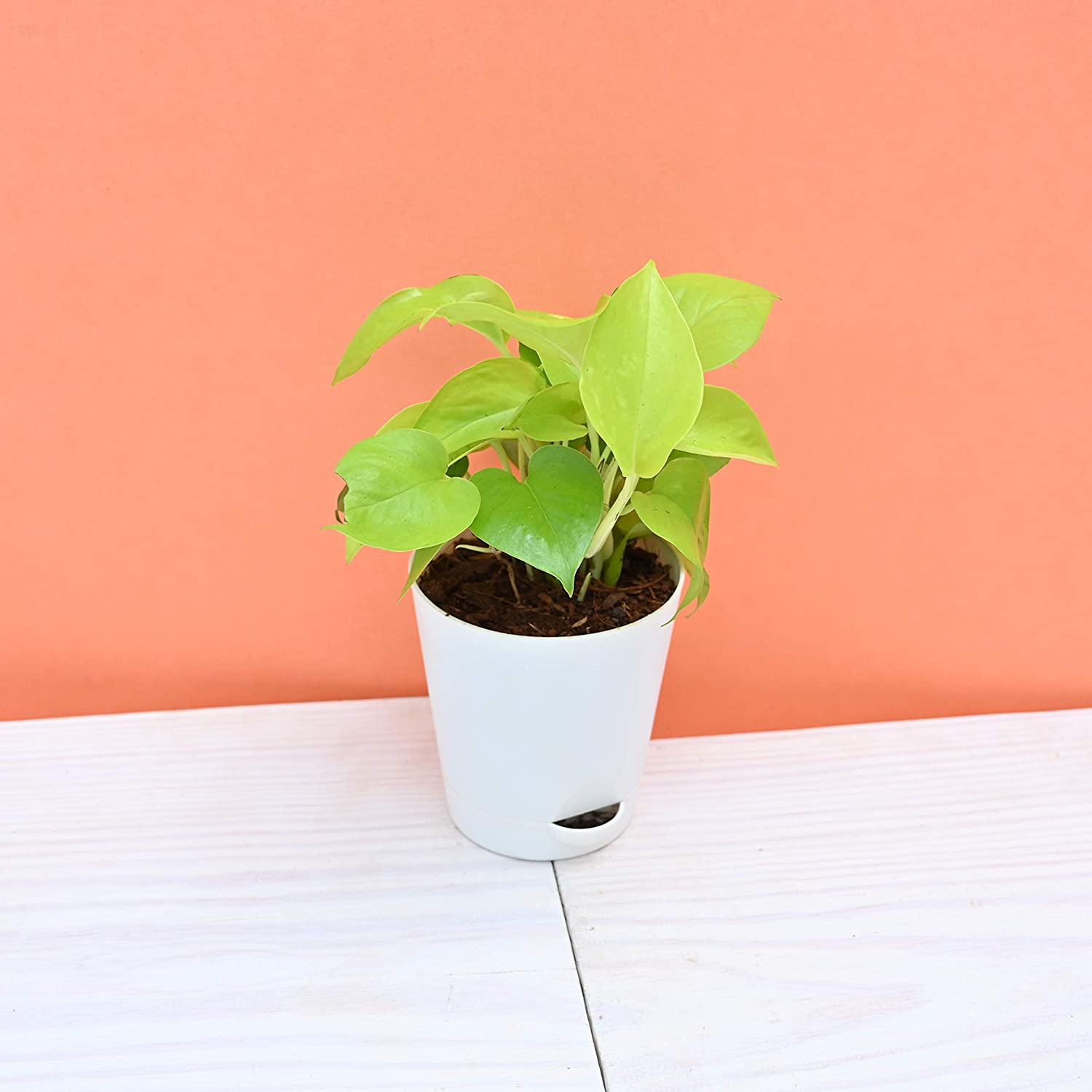 10 Best Indoor Plants in India 2021(Ugaoo, Plantsveda, and More) 2