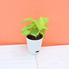 Golden Money Plant