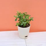 10 Best Plants for Balcony in India 2021 (Ugaoo, Lushgreen, and more) 3