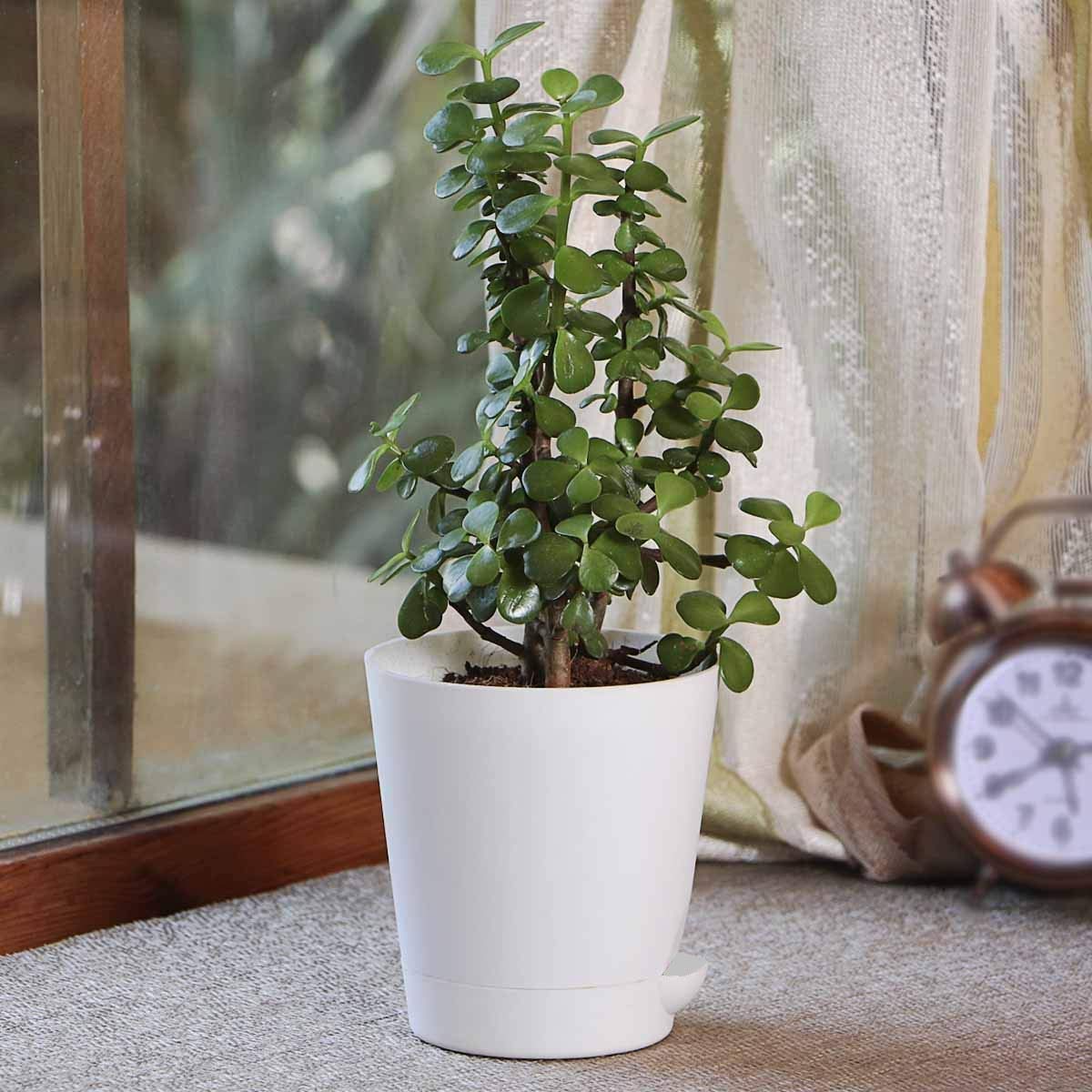 10 Best Indoor Plants in India 2021(Ugaoo, Plantsveda, and More) 5