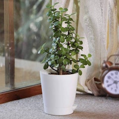 Jade Plant