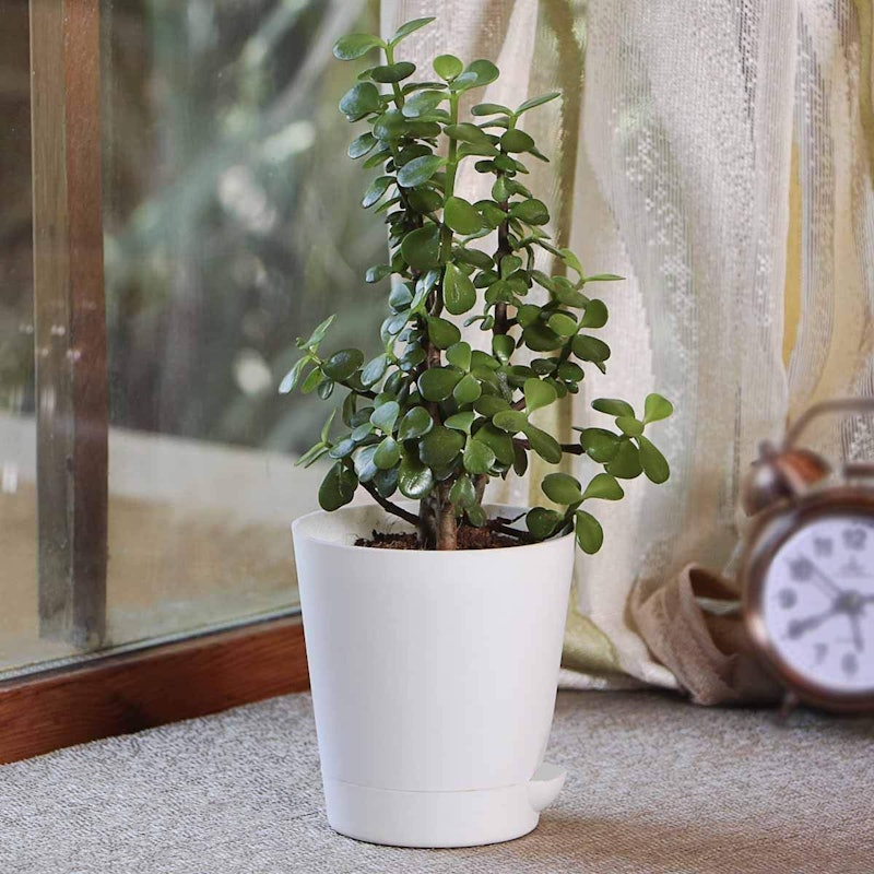 Jade Plant 1