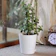 E-Garden Store Jade Plant 1