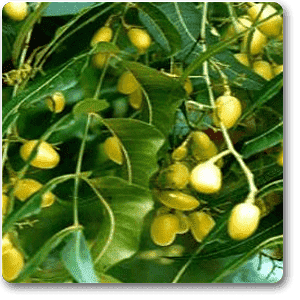 Neem Plant 2