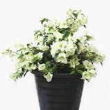 10 Best Flowering Plants in India 2021 (Damascus Rose, Kalanchoe, and more) 5