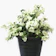 Nurserylive Bougainvillea 1
