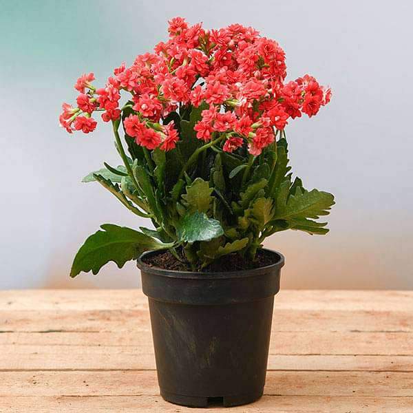 10 Best Flowering Plants in India 2021 (Damascus Rose, Kalanchoe, and more) 4