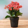 Nurserylive Kalanchoe 1