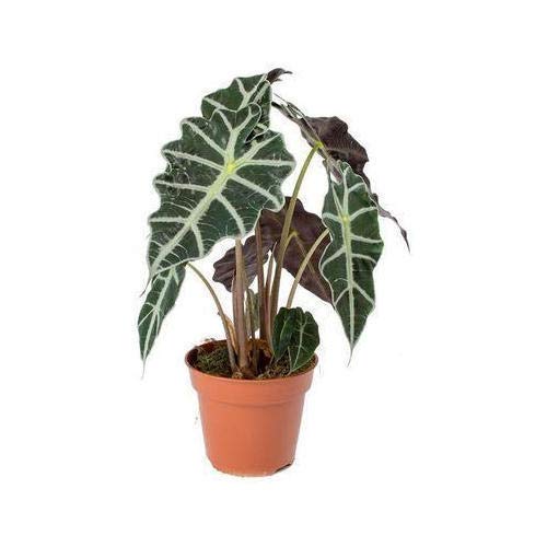 Elephant Ear 1