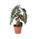 Hare Krushna Agrotech Elephant Ear 1