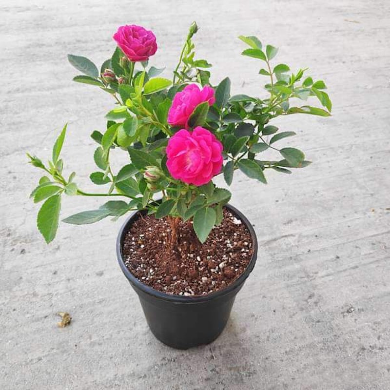 Miniature Rose 2