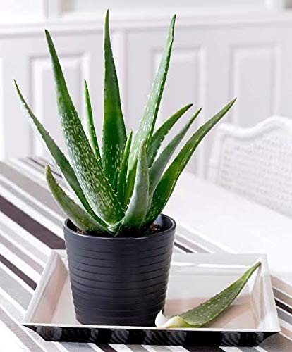 Aloe Vera 1