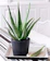 A2C Plant Aloe Vera 1
