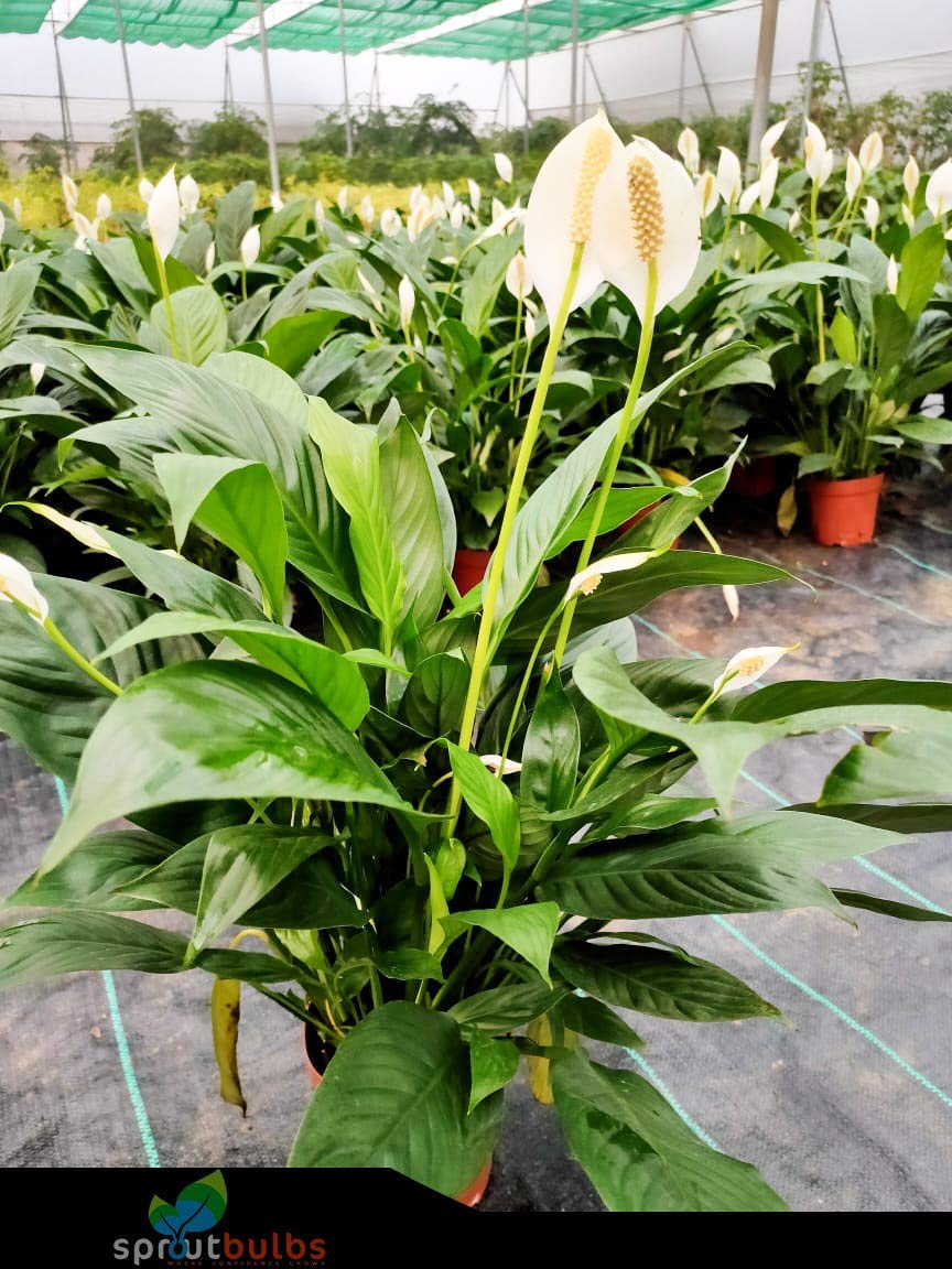 Peace Lily 1