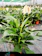 Sprouts Bulb Peace Lily 1