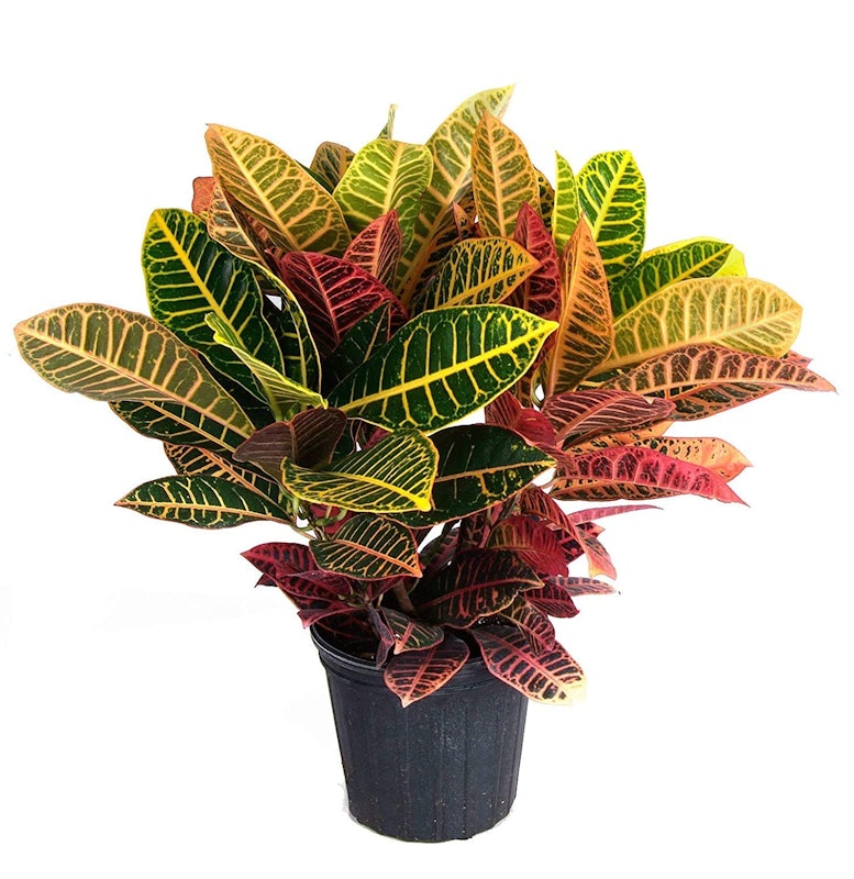 Croton Plant 1