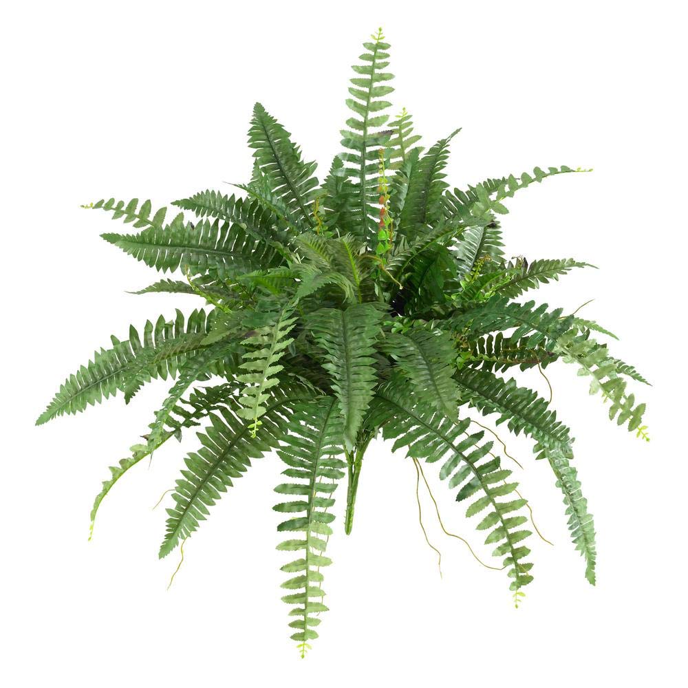 Boston Fern 1