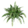 Zooqa Boston Fern 1