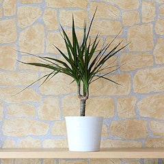 Dragon Tree