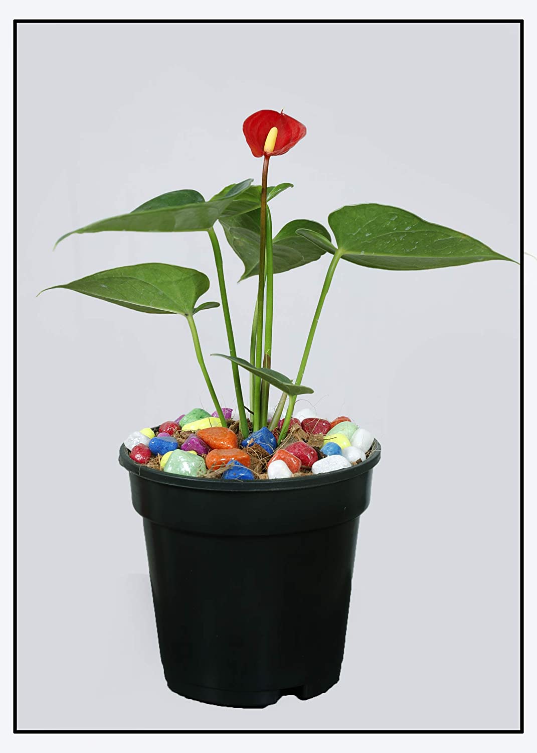 Anthurium Red 1