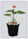 Green Steps Anthurium Red 1