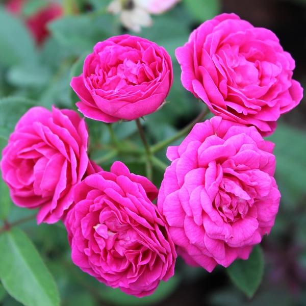 Miniature Rose 1