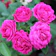 Nurserylive Miniature Rose 1