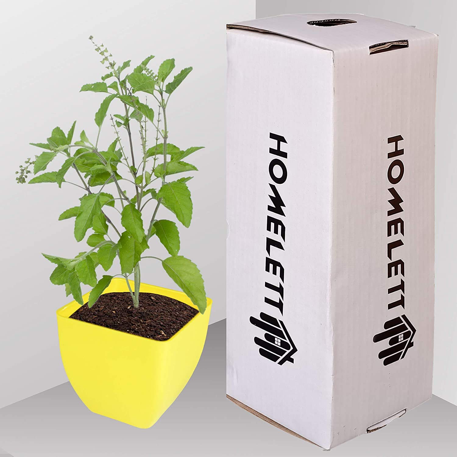 10 Best Plants for Balcony in India 2021 (Ugaoo, Lushgreen, and more) 1