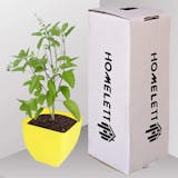 10 Best Plants for Balcony in India 2021 (Ugaoo, Lushgreen, and more) 1