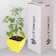 Homelett Tulsi Plant 1