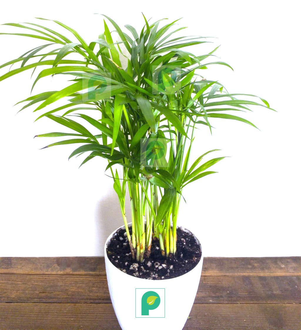 Areca Palm 1