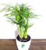 Plantsguru Areca Palm 1