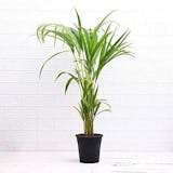 10 Best Plants for Purifying Air in India 2021 (Ugaoo, Lioncrown, and more) 3