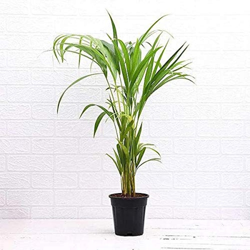 Areca Palm 1