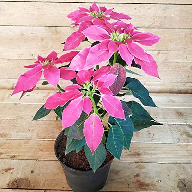 Poinsettia Plant (Pink) 1