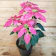 Plantsguru Poinsettia Plant (Pink) 1