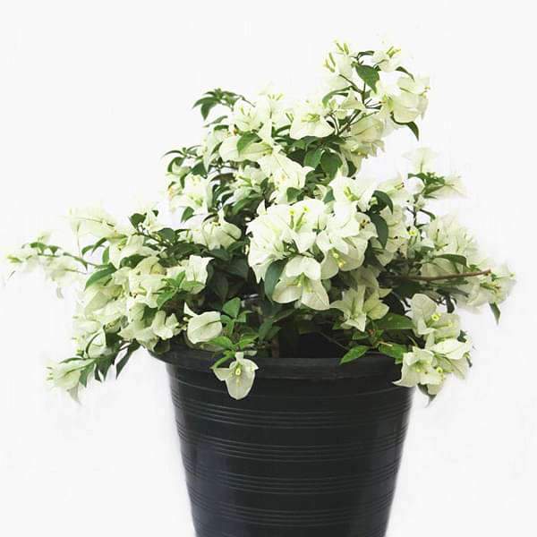 10 Best Home Garden Plants in India 2021(Kadi Patta, Hibiscus, and more) 1