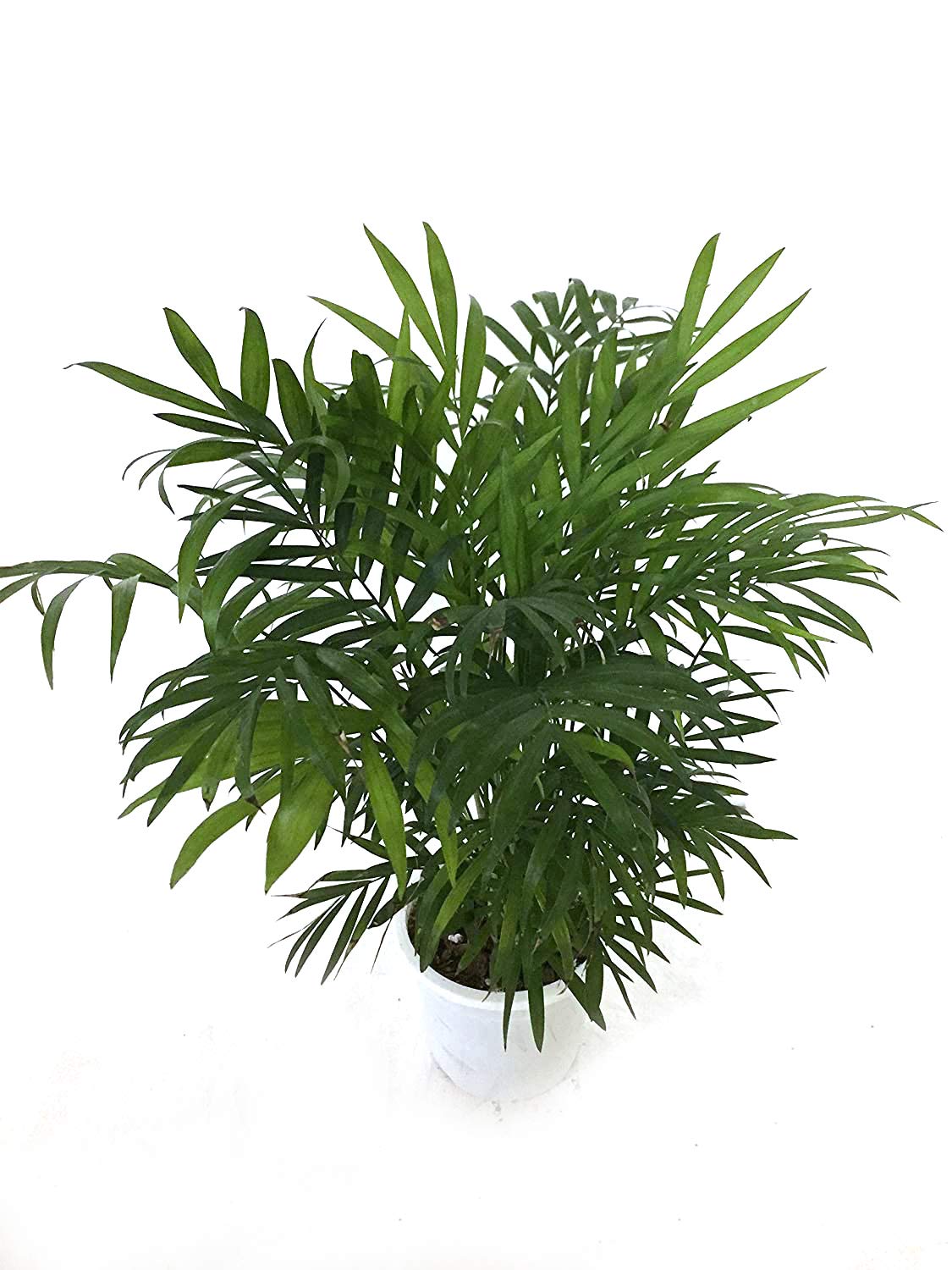 10 Best Plants for Purifying Air in India 2021 (Ugaoo, Lioncrown, and more) 2