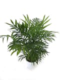 10 Best Plants for Purifying Air in India 2021 (Ugaoo, Lioncrown, and more) 2