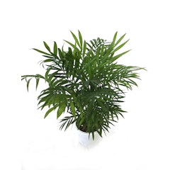 Mini Bamboo Palm
