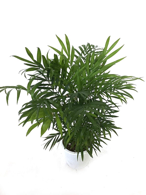 Mini Bamboo Palm 1